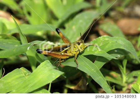 ツマグロバッタ 105348093