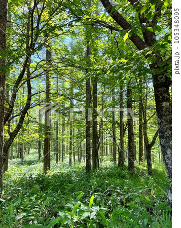 新緑のカラマツ林 105348095