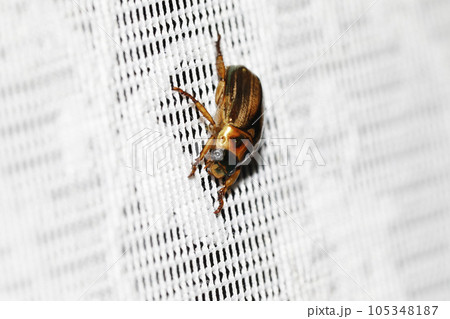 ツヤスジコガネ ツヤスジコガネ 105348187