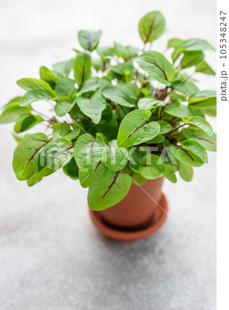 A pot with fresh sorrel microgreens 105348247