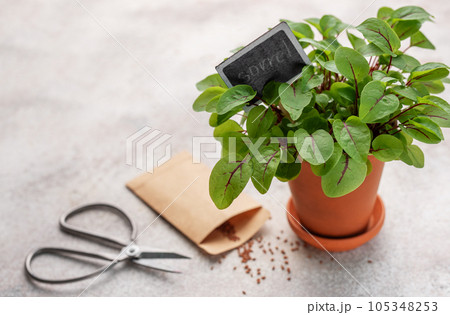 A pot with fresh sorrel microgreens A pot with fresh sorrel microgreens 105348253