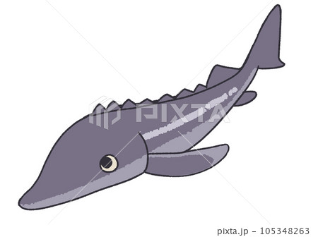 チョウザメ チョウザメ 105348263