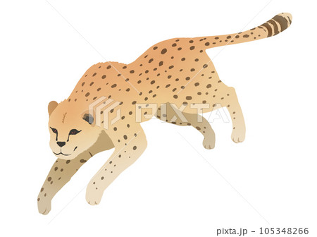 チーター 105348266
