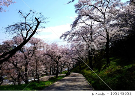 散策路 散り桜の頃 【相模原市津久井 3月】 散策路 散り桜の頃 【相模原市津久井 3月】 105348652