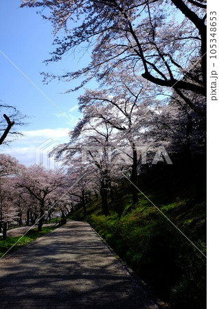 散策路　散り桜の頃　【相模原市津久井　3月】 105348653