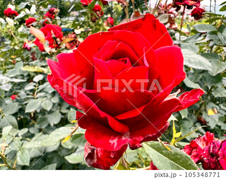 【長野県中野市】一本木公園のバラ　6月 105348771