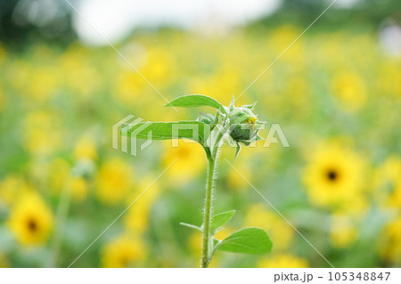 黄色いひまわりの蕾 黄色いひまわりの蕾 105348847
