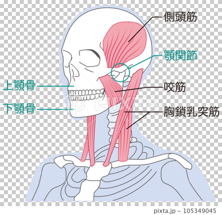 Neck and jaw muscle structure Sternocleidomastoid muscle 105349045