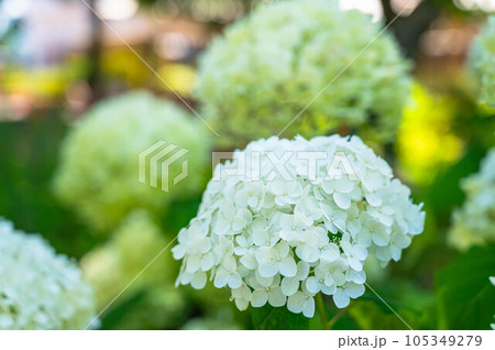 アナベル 紫陽花 アナベル 紫陽花 105349279
