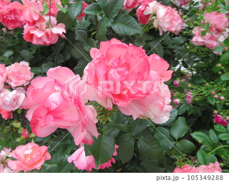 春の薔薇 ジャルダン ドゥ フランス 春の薔薇 ジャルダン ドゥ フランス 105349288