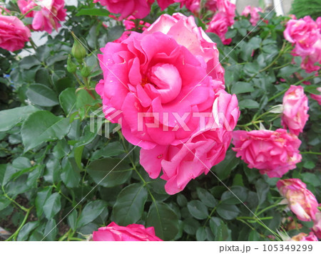 春の薔薇 うらら 105349299