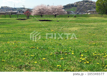 緑の丘が続いている向こうに桜の木が見える 105349377