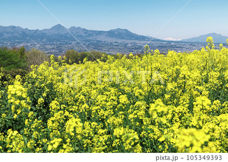 菜の花畑の向こうに山々が見える 高崎市 鼻高展望花の丘 菜の花畑の向こうに山々が見える 高崎市 鼻高展望花の丘 105349393