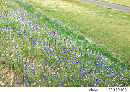 色とりどりのなでしこが咲く緑の土手 105349408