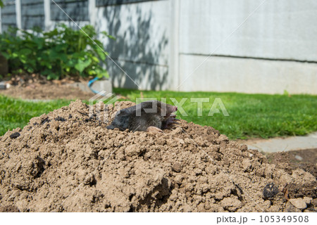 European mole (Talpa europaea) is a mammal of the order Eulipotyphla. It is also known as the common mole and the northern mole. 105349508