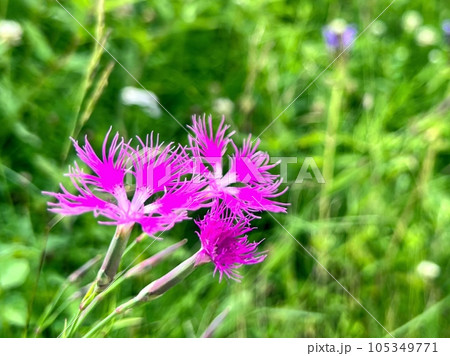 可憐なナデシコの花 105349771