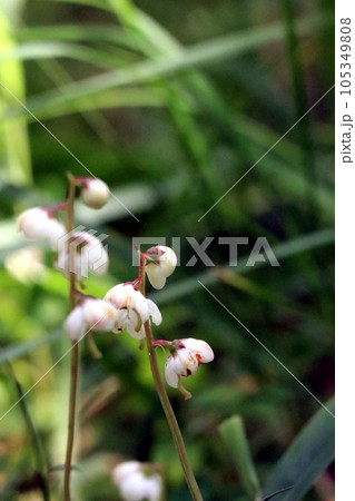 森にひっそりと咲く野生のコバノイチヤクソウ 105349808