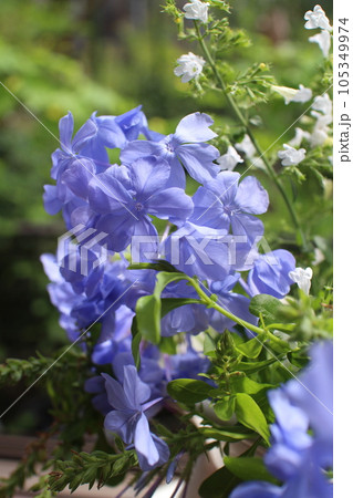 窓辺にルリマツリとカラミンサの花 窓辺にルリマツリとカラミンサの花 105349974
