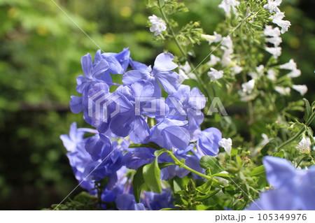 窓辺のルリマツリとカラミンサの花 窓辺のルリマツリとカラミンサの花 105349976