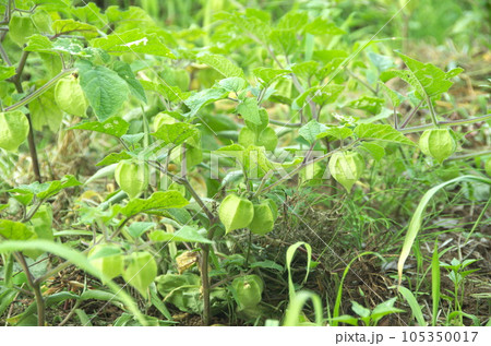 不耕起栽培で栽培中の食用ホウズキの様子 105350017