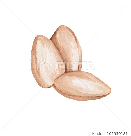 Watercolor illustration of a handful of sunflower seeds, a nut on a white background. Healthy fruit, vegetarian food Watercolor illustration of a handful of sunflower seeds, a nut on a white background. Healthy fruit, vegetarian food 105350181