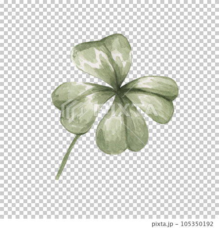 Four leaf clover isolated on white background. Watercolor botanical illustration of summer plant. 105350192