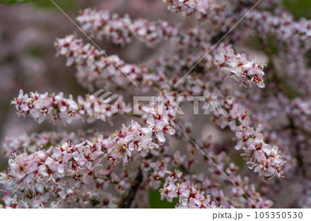 Tamarix Flowers, Pink Tamarisk Closeup, Flowering Tree Salt Cedar Tree, Taray Macro Photo 105350530