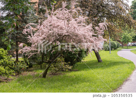 Tamarix Flowers, Pink Tamarisk Closeup, Flowering Tree Salt Cedar Tree, Taray Macro Photo Tamarix Flowers, Pink Tamarisk Closeup, Flowering Tree Salt Cedar Tree, Taray Macro Photo 105350535
