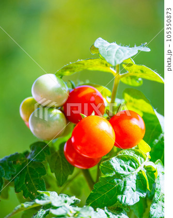 有機栽培のミニトマト 105350873