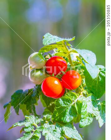 有機栽培のミニトマト 105350885