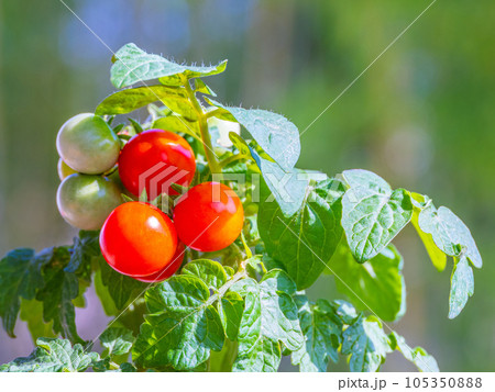 有機栽培のミニトマト 105350888