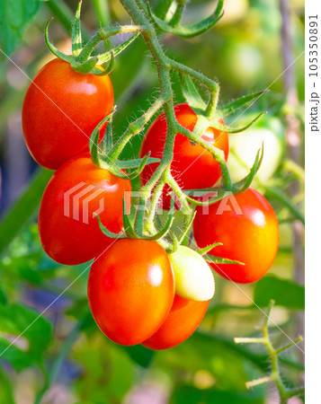 有機栽培の長卵形ミニトマト 105350891