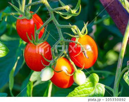 有機栽培の長卵形ミニトマト 有機栽培の長卵形ミニトマト 105350892