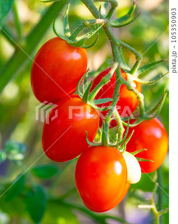 有機栽培の長卵形ミニトマト 105350903