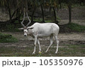 アンテロープ かもしか レイヨウ 105350976