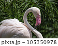 フラミンゴ ふらみんご フラミンゴ目 105350978