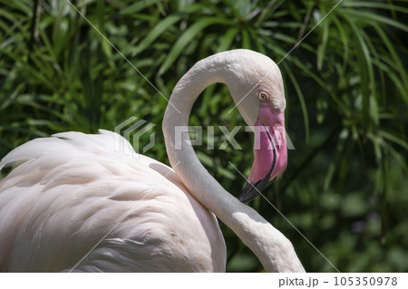 フラミンゴ ふらみんご フラミンゴ目 105350978