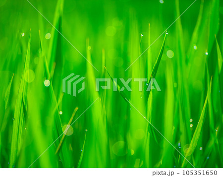 朝露と稲の葉 105351650