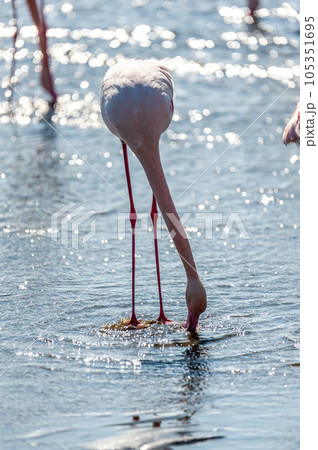 Flamingos near Walvis Bay Flamingos near Walvis Bay 105351695