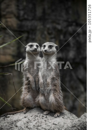 ミーヤキャット かわいい 可愛い 105351716