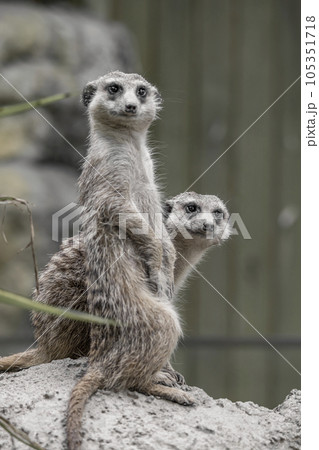ミーヤキャット かわいい 可愛い 105351718