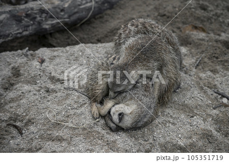 ミーヤキャット かわいい 可愛い 105351719
