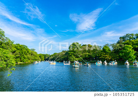 【東京都】スワンボートがたくさん浮かぶ井の頭公園の井の頭池 105351725