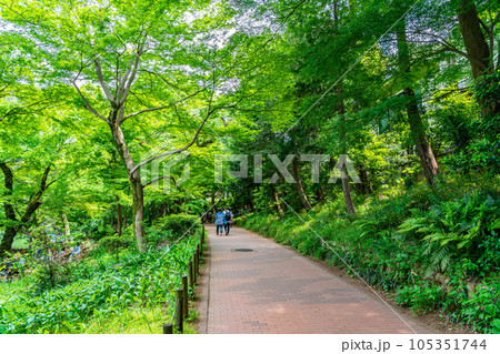 【東京都】豊かな自然に恵まれた吉祥寺の井の頭公園 【東京都】豊かな自然に恵まれた吉祥寺の井の頭公園 105351744