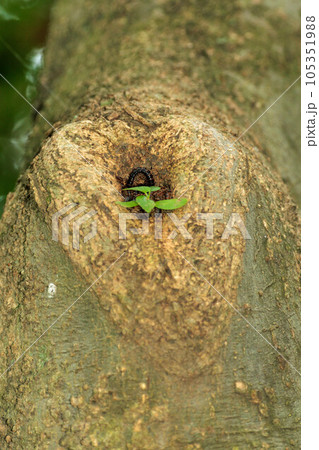樹の節穴から新しい植物の芽吹き 105351988