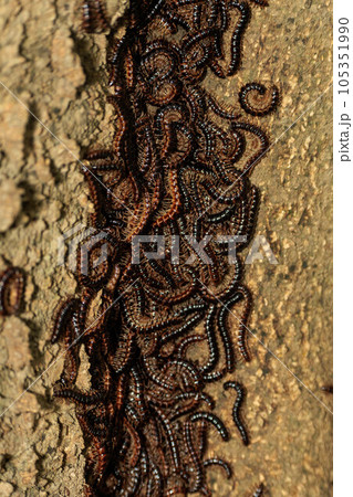 樹木の幹に群生するヤスデ 105351990