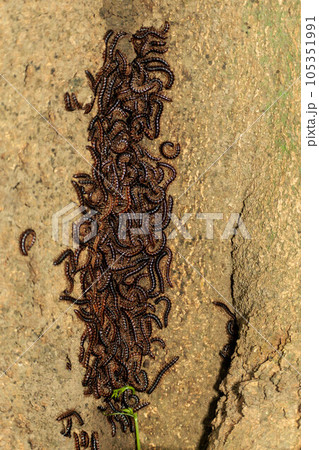 樹木の幹に群生するヤスデ 105351991
