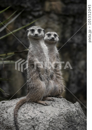 ミーヤキャット 動物 動物学 105352045