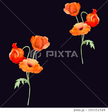 Watercolor seamless pattern with hand drawn summer bright red poppy flowers. Isolated on color background. Design for invitations, wedding, love or greeting cards, paper, print, textile 105352589