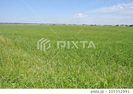 夏の広い湿地に広がる、広大なヨシ原 夏の広い湿地に広がる、広大なヨシ原 105352991